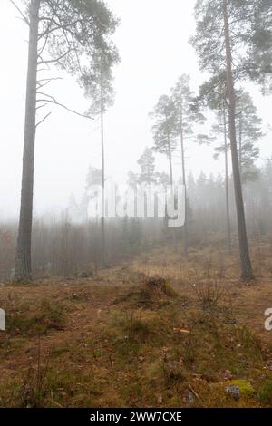 una mattina di primavera nebbiosa nel bosco Foto Stock