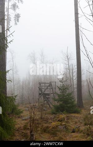 una mattina di primavera nebbiosa nel bosco Foto Stock