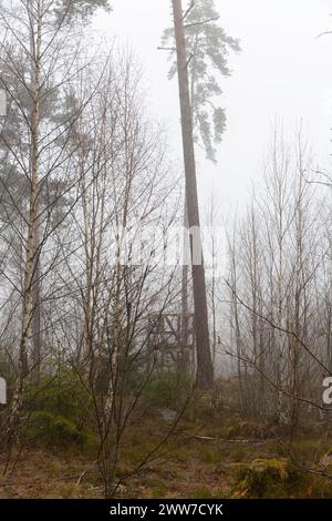 una mattina di primavera nebbiosa nel bosco Foto Stock