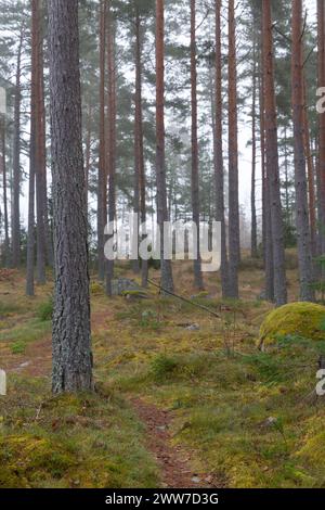 una mattina di primavera nebbiosa nel bosco Foto Stock