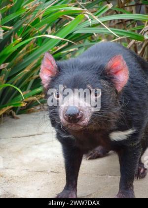 Primo piano del diavolo della Tasmania nello zoo, animale naturale australiano Foto Stock