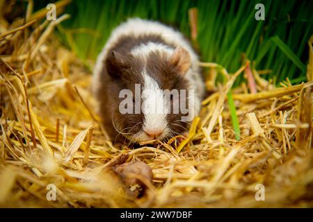 Giovane porcellino di Guinea (Cavia porcellus) in cerca di cibo Foto Stock