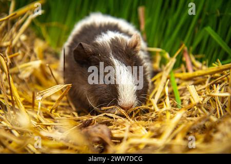 Giovane porcellino di Guinea (Cavia porcellus) in attesa di cibo Foto Stock