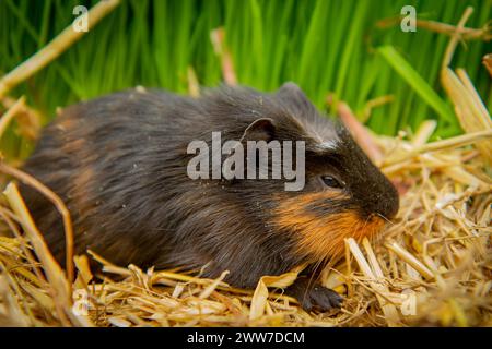 Giovane porcellino di Guinea (Cavia porcellus) Foto Stock