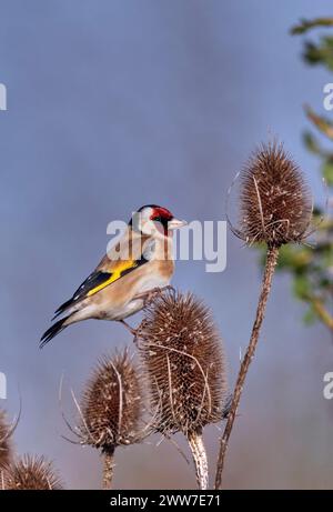 Goldfinch appollaiato sulla testa del cucchiaino. West Molesey, Surrey, Inghilterra. Foto Stock