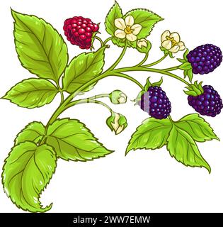 Illustrazione dettagliata a colori del ramo di boysenberry Illustrazione Vettoriale