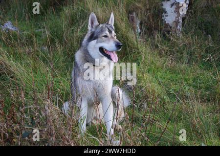 Tamaskan Dog, una razza di cane che è stata allevata in modo selettivo per assomigliare a un lupo o a un lupo Foto Stock
