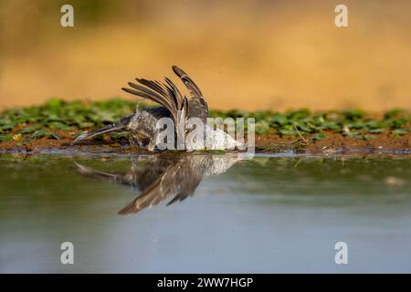 Parula barrata vicino all'acqua la parula barrata (Curruca nisoria) è una parula tipica che si riproduce attraverso le regioni temperate dell'Europ centrale e orientale Foto Stock
