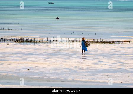 Coltivazione di alghe sulle coste orientali di Zanzibar Foto Stock