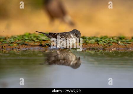Parula barrata vicino all'acqua la parula barrata (Curruca nisoria) è una parula tipica che si riproduce attraverso le regioni temperate dell'Europ centrale e orientale Foto Stock