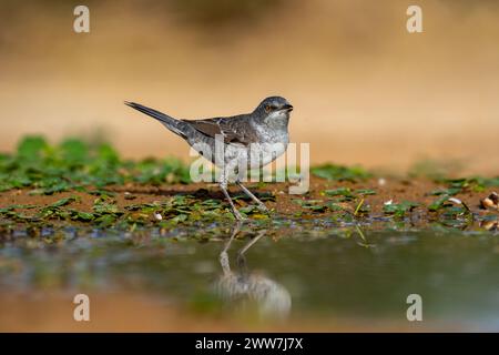 Parula barrata vicino all'acqua la parula barrata (Curruca nisoria) è una parula tipica che si riproduce attraverso le regioni temperate dell'Europ centrale e orientale Foto Stock