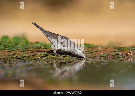 Parula barrata vicino all'acqua la parula barrata (Curruca nisoria) è una parula tipica che si riproduce attraverso le regioni temperate dell'Europ centrale e orientale Foto Stock