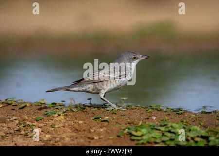 Parula barrata vicino all'acqua la parula barrata (Curruca nisoria) è una parula tipica che si riproduce attraverso le regioni temperate dell'Europ centrale e orientale Foto Stock