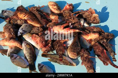 Il pesce per la bouillabaisse a la marseillaise è venduto al mercato del pesce sul Quai des Belges, Vieux Port, Marsiglia, Deparment Bouches-du-Rhone Foto Stock