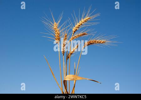 Mature gli steli di grano su un cielo blu sullo sfondo Foto Stock