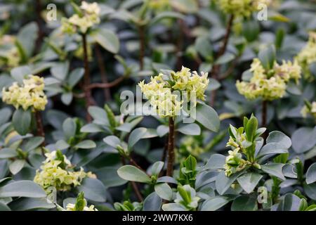 Daphne pontica fiori in primavera. Foto Stock