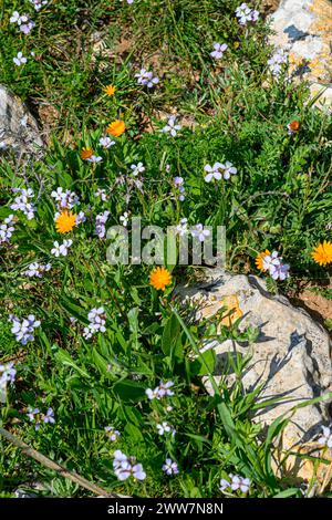 Il deserto primaverile fiorisce un prato di giallo e arancione con altri globi di colore che appaiono, contenente principalmente Calendula arvensis conosciuta dalla n comune Foto Stock