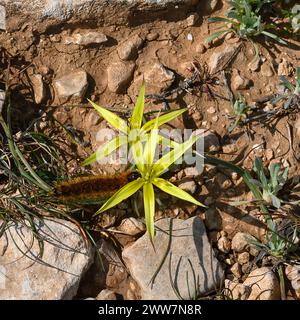 I nomi comuni di Gagea commutata includono Stolonous Gagea e Stella gialla di Betlemme, fotografata a Har Amasa (Monte Amasa), Israele nella primavera di febbraio Foto Stock