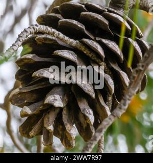 Il cono di pino Pinus halepensis, comunemente noto come pino di Aleppo, noto anche come pino di Gerusalemme, è un pino originario della regione mediterranea. PH Foto Stock