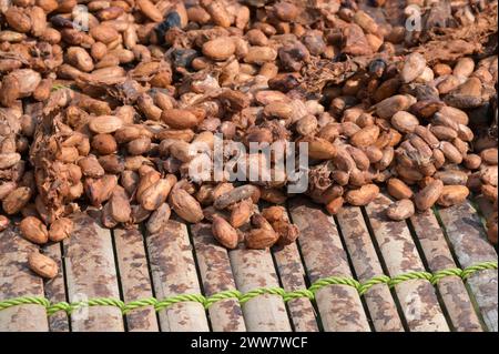 GHANA, regione orientale, Nkawkaw, allevamento di cacao, raccolta e trasformazione, i fagioli di cacao secchi al sole dopo la fermentazione, dietro le piante di banane / GHANA, Kakao Anbau, Ernte und Verarbeitung, Kakaobohnen trocknen nach Fermentierung in der Sonne Foto Stock