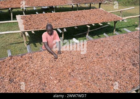 GHANA, regione orientale, Nkawkaw, allevamento di cacao, raccolta e trasformazione, i fagioli di cacao secchi al sole dopo la fermentazione, dietro le piante di banane / GHANA, Kakao Anbau, Ernte und Verarbeitung, Kakaobohnen trocknen nach Fermentierung in der Sonne Foto Stock