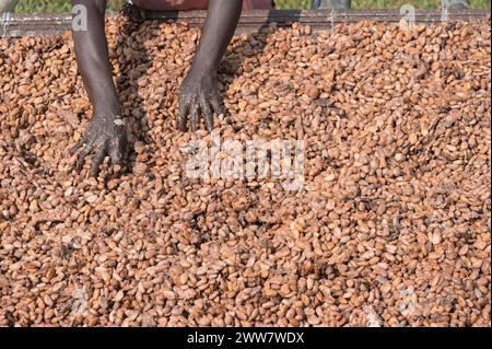 GHANA, regione orientale, Nkawkaw, allevamento di cacao, raccolta e trasformazione, i fagioli di cacao secchi al sole dopo la fermentazione, dietro le piante di banane / GHANA, Kakao Anbau, Ernte und Verarbeitung, Kakaobohnen trocknen nach Fermentierung in der Sonne Foto Stock