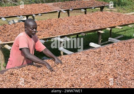 GHANA, regione orientale, Nkawkaw, allevamento di cacao, raccolta e trasformazione, i fagioli di cacao secchi al sole dopo la fermentazione, dietro le piante di banane / GHANA, Kakao Anbau, Ernte und Verarbeitung, Kakaobohnen trocknen nach Fermentierung in der Sonne Foto Stock