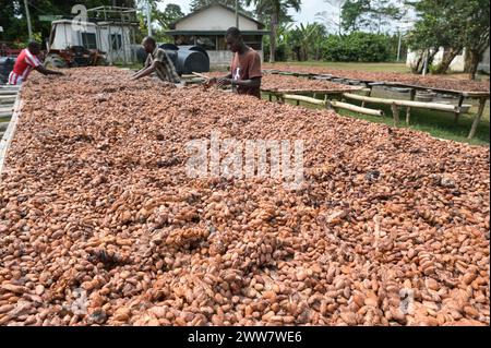 GHANA, regione orientale, Nkawkaw, allevamento di cacao, raccolta e trasformazione, i fagioli di cacao secchi al sole dopo la fermentazione, dietro le piante di banane / GHANA, Kakao Anbau, Ernte und Verarbeitung, Kakaobohnen trocknen nach Fermentierung in der Sonne Foto Stock