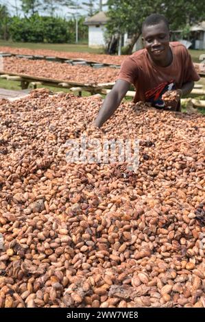 GHANA, regione orientale, Nkawkaw, allevamento di cacao, raccolta e trasformazione, i fagioli di cacao secchi al sole dopo la fermentazione, dietro le piante di banane / GHANA, Kakao Anbau, Ernte und Verarbeitung, Kakaobohnen trocknen nach Fermentierung in der Sonne Foto Stock