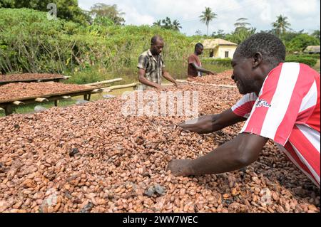 GHANA, regione orientale, Nkawkaw, allevamento di cacao, raccolta e trasformazione, i fagioli di cacao secchi al sole dopo la fermentazione, dietro le piante di banane / GHANA, Kakao Anbau, Ernte und Verarbeitung, Kakaobohnen trocknen nach Fermentierung in der Sonne Foto Stock