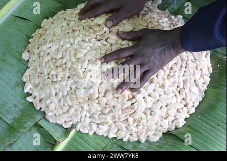 GHANA, Suhum, azienda agricola di cacao biologico per piccoli portatori, raccolta del cacao, baccelli di cacao aperti e fermentati in foglie di banana per sette giorni, la mucillagia di cacao è una sostanza bianca, appiccicosa e carnosa che circonda i fagioli di cacao all'interno del baccello / GHANA, Suhum, Kleinbauern bei Bio Kakao Ernte, Die Kakaofrüchte werden geöffnet und die frischen Kakaobohnen werden für sieben Tage in Bananenblättern fermentiert Foto Stock