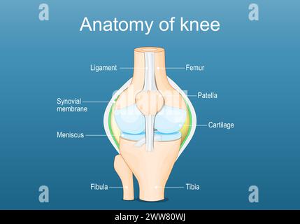 Anatomia articolare del ginocchio. Etichettato di tutte le ossa. Illustrazione vettoriale piatto isometrico Illustrazione Vettoriale