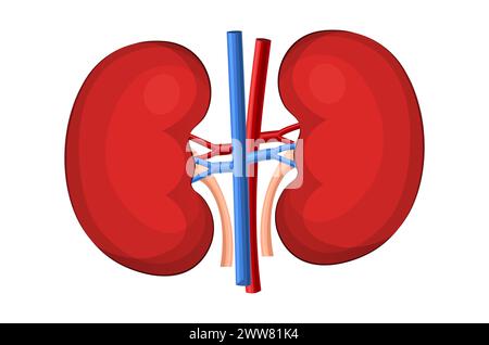 Anatomia dei reni umani. Organo interno umano. Concetto di sistema urinario sistema endocrino. Giornata mondiale dei reni. Anatomia, medicina e assistenza sanitaria. Foto Stock