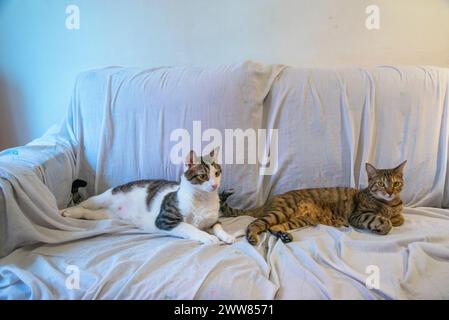 Due gatti sdraiati su un divano. Foto Stock