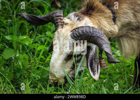 Testa di capra con corna lunghe vista verticale Foto Stock