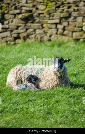 Agnelli e pecore prendono il sole in primavera nella campagna del North Yorkshire che circonda Bolton Abbey Estate nel Yorkshire Dales National Park. Foto Stock