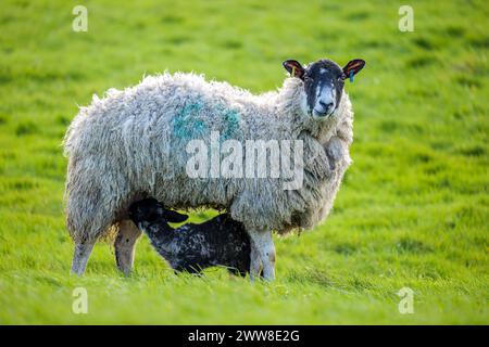 Agnelli e pecore prendono il sole in primavera nella campagna del North Yorkshire che circonda Bolton Abbey Estate nel Yorkshire Dales National Park. Foto Stock