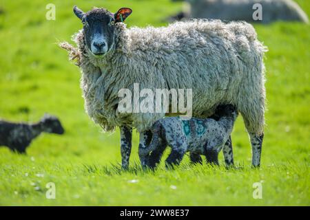 Agnelli e pecore prendono il sole in primavera nella campagna del North Yorkshire che circonda Bolton Abbey Estate nel Yorkshire Dales National Park. Foto Stock