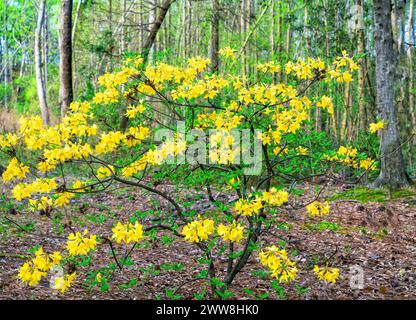 Luteum rododendro o azalea selvatica gialla che fioriscono o fioriscono in un giardino residenziale in piena fioritura in Alabama USA. Foto Stock