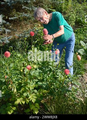 Una donna anziana si prende cura dei suoi fiori dahlia che crescono nel suo giardino ad Abingdon, Virginia. Foto Stock