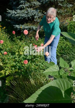 Una donna anziana si prende cura dei suoi fiori dahlia che crescono nel suo giardino ad Abingdon, Virginia. Foto Stock