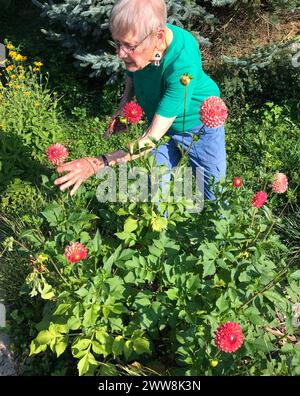 Una donna anziana si prende cura dei suoi fiori dahlia che crescono nel suo giardino ad Abingdon, Virginia. Foto Stock