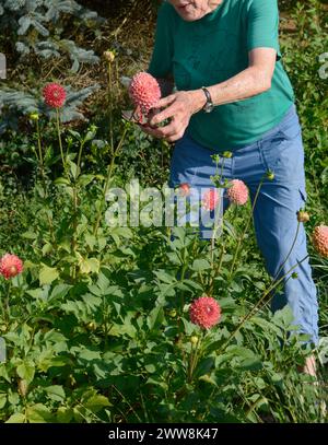 Una donna anziana si prende cura dei suoi fiori dahlia che crescono nel suo giardino ad Abingdon, Virginia. Foto Stock