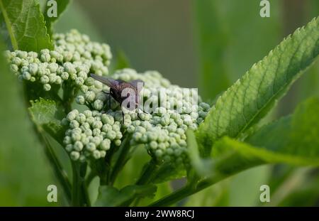 Mosca di colpo, mosca del carrion, bluebottles o mosca del grappolo. Foto Stock