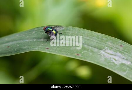 Mosca di colpo, mosca del carrion, bluebottles o mosca del grappolo. Foto Stock