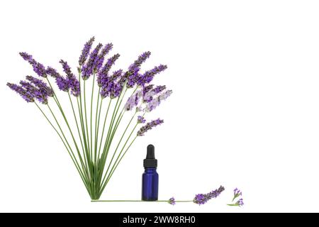 Erbe aromatiche di fiori di lavanda. Olio essenziale aromaterapico utilizzato nella medicina vegetale alternativa naturale. Cibo adattogeno sano che mangia design floreale della natura. Foto Stock