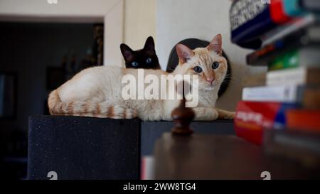 Due graziosi gatti siamesi di n forno. Una libreria in primo piano. Foto Stock