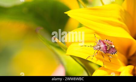 Sunflower Spot: Scottatura di insetti su petali di girasole Foto Stock