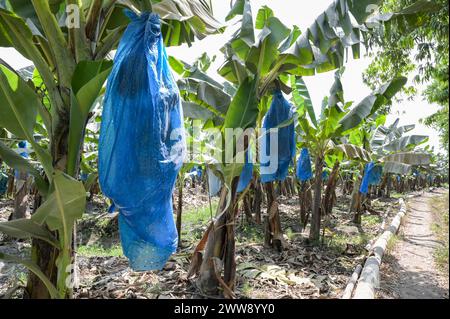 GHANA, regione volta, di proprietà francese Golden Exotics Ltd. Grande piantagione per la coltivazione delle banane per l'esportazione , la fattoria irrigò con l'acqua del fiume volta attraverso i canali / GHANA, Bananenanbau auf Plantage der französischen Golden Exotics Ltd. für den Export, Die Farm Wird über Wasser aus Kanälen vom volta Fluß bewässert Foto Stock