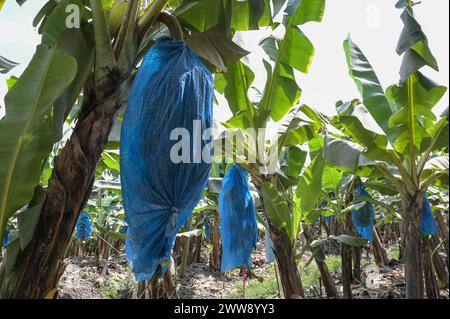 GHANA, regione volta, di proprietà francese Golden Exotics Ltd. Grande piantagione per la coltivazione delle banane per l'esportazione , la fattoria irrigò con l'acqua del fiume volta attraverso i canali / GHANA, Bananenanbau auf Plantage der französischen Golden Exotics Ltd. für den Export, Die Farm Wird über Wasser aus Kanälen vom volta Fluß bewässert Foto Stock
